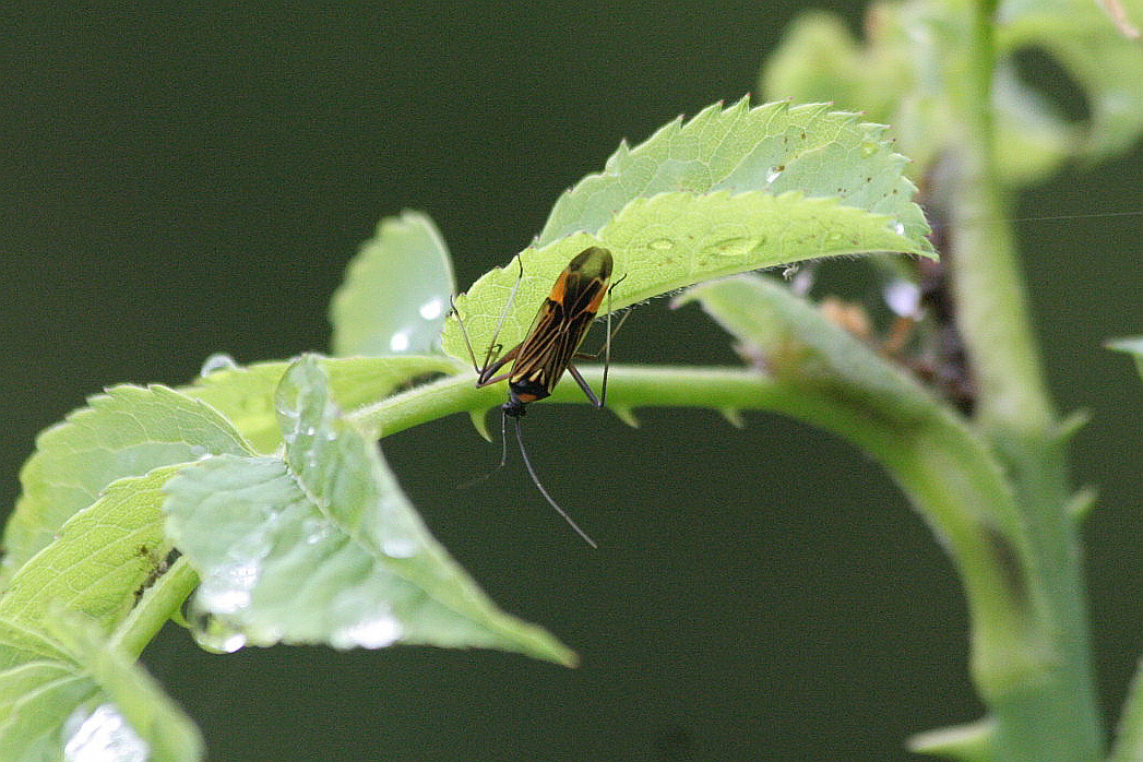 Miridae: Miris striatus del Trentino (M.Baldo)